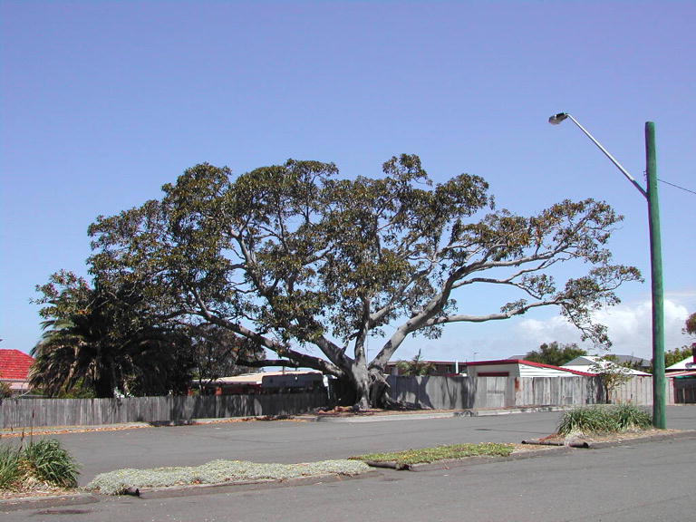 Figtree at Shellharbour