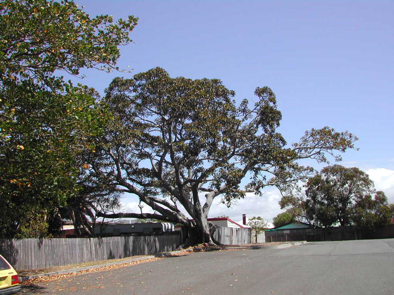 Figtree at Shellharbour