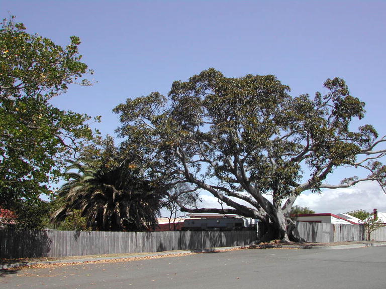 Figtree at Shellharbour