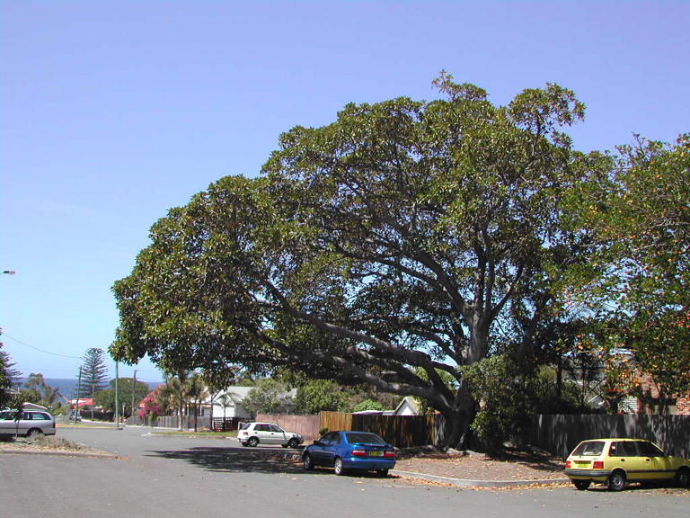 Figtree at Shellharbour