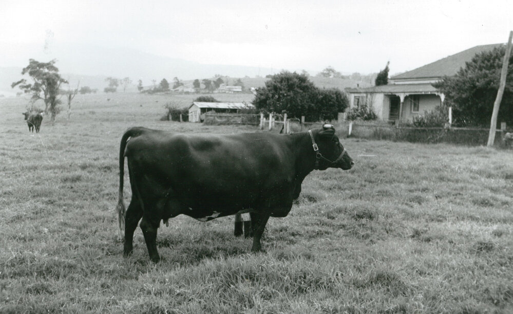 Illawarra Shorthorn at Dudgeon's farm 'Parkview', Calderwood