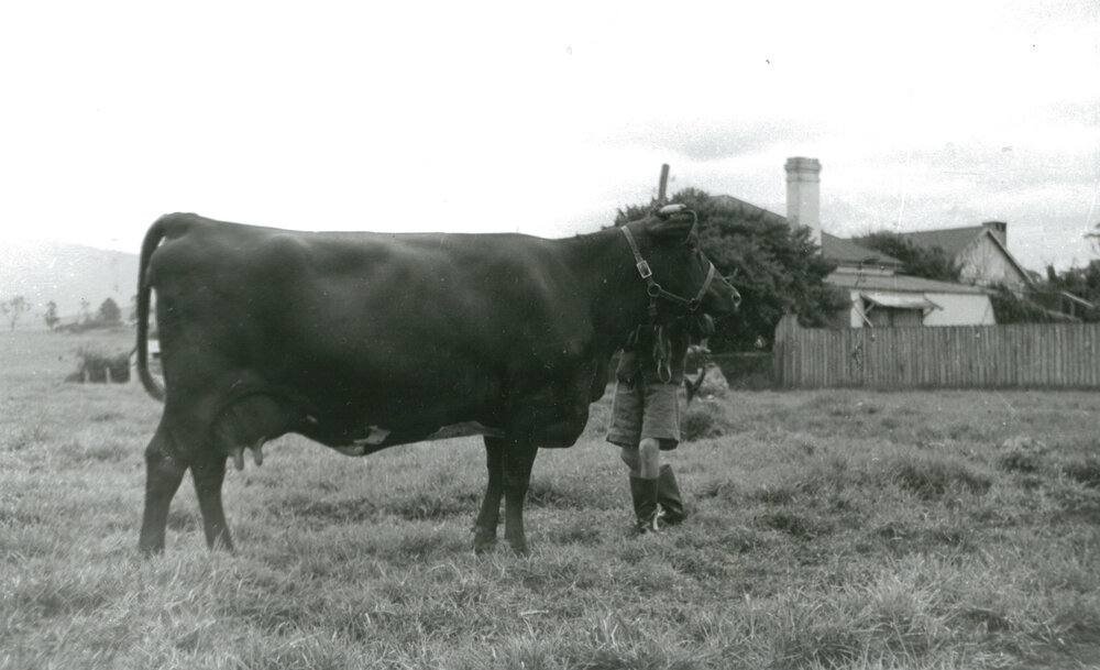Illawarra Shorthorn at Dudgeon's farm 'Parkview', Calderwood