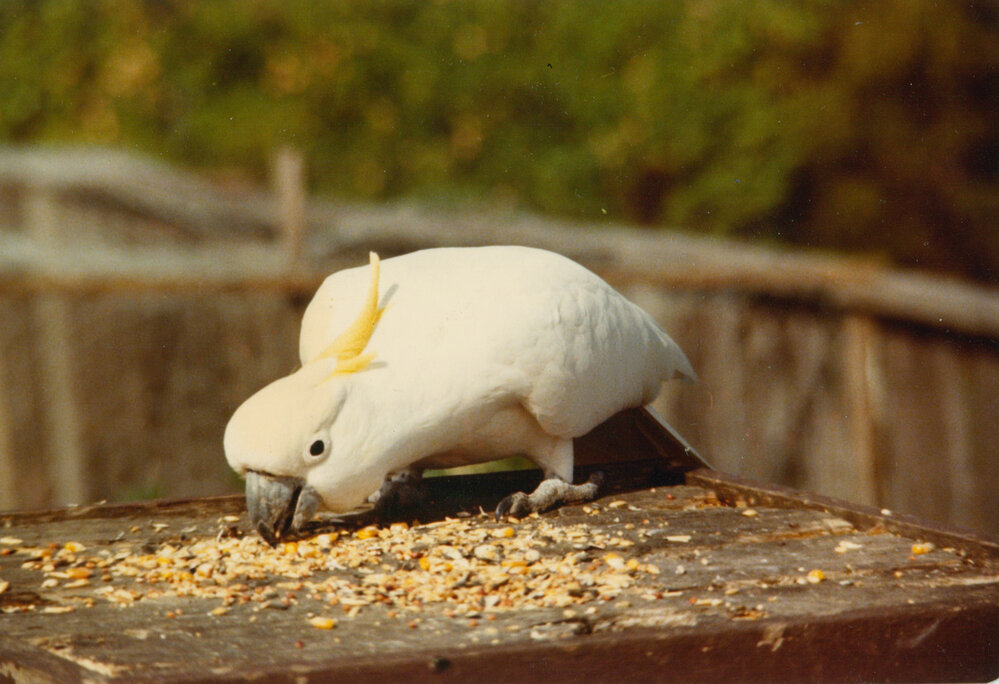 Sulphur-crested Cockatoo (Cacatua galerita)