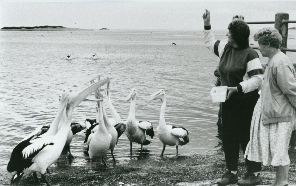 Feeding pelicans at Lake Illawarra South