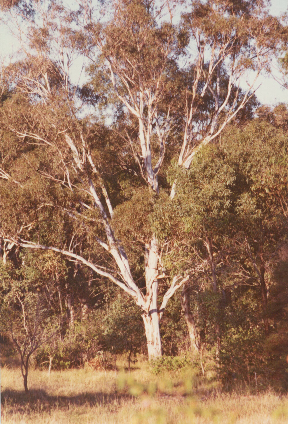 Eucalyptus bosistoana (Coast grey box)