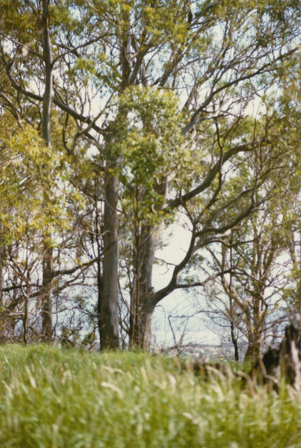 Eucalyptus tereticornis (Forest red gum)