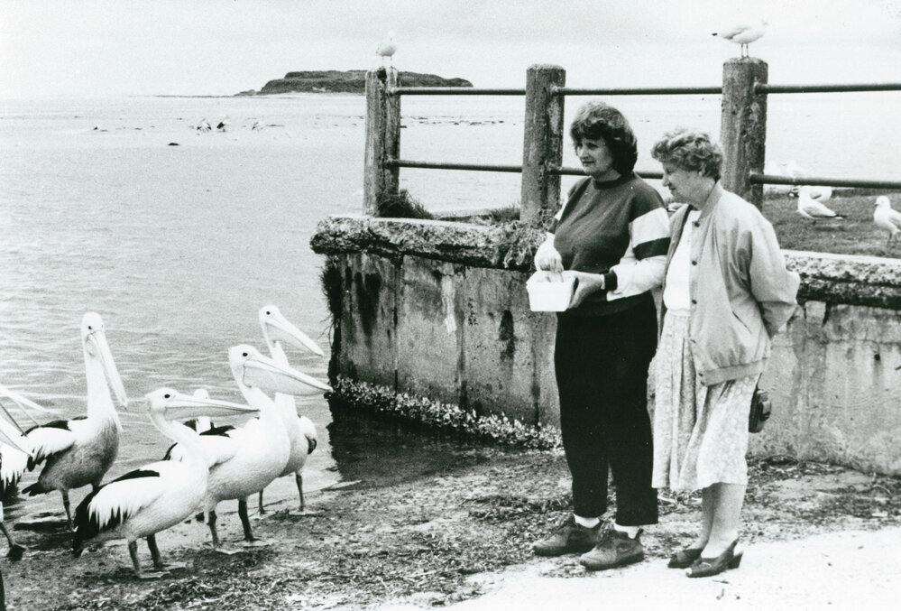 Feeding pelicans at Lake Illawarra South