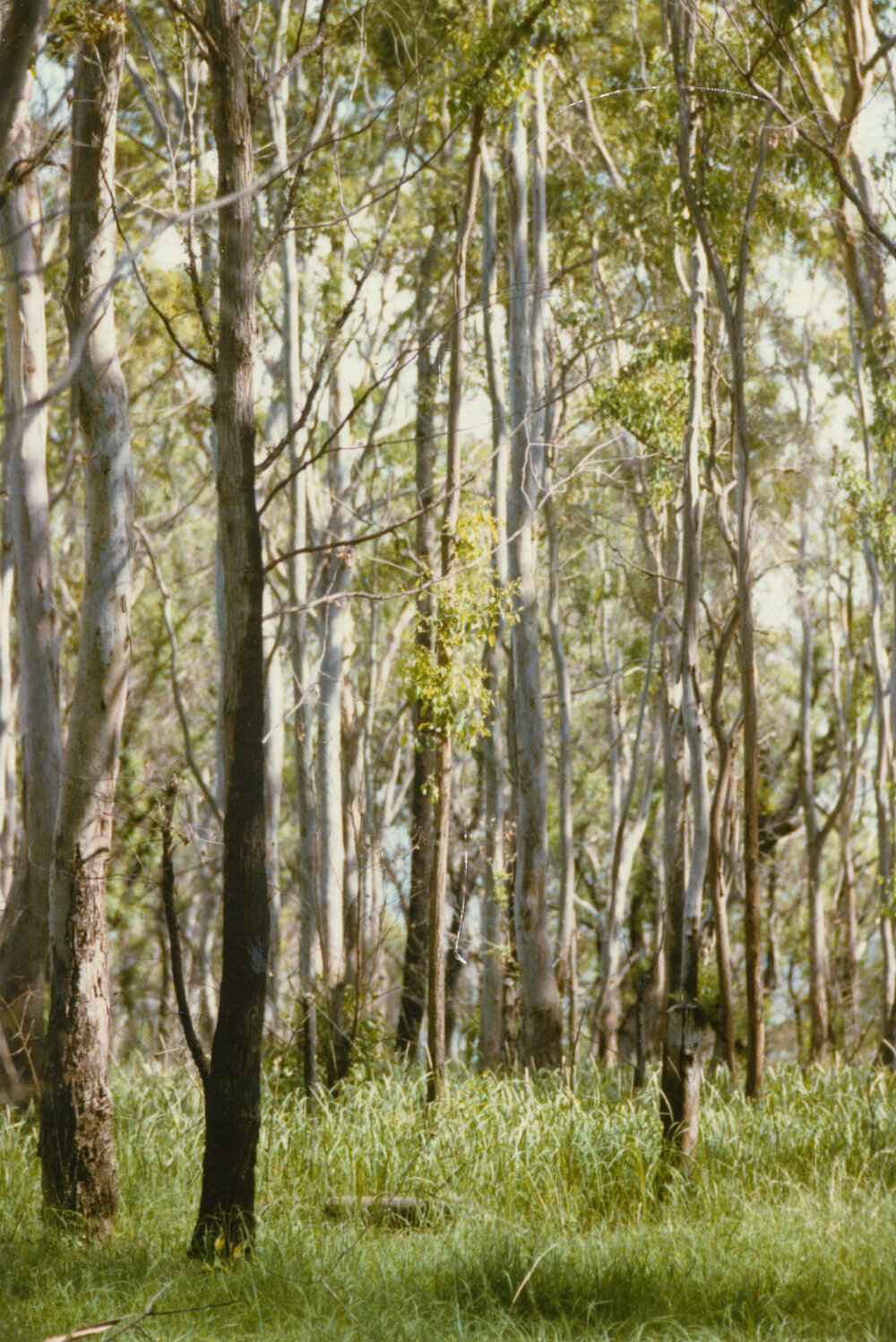 Eucalyptus tereticornis (Forest red gum)