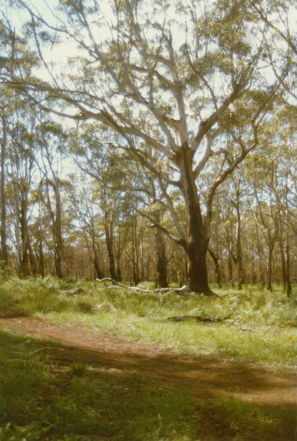 Eucalyptus pilularis (Blackbutt)
