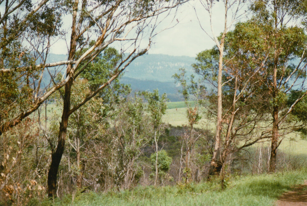 Wattle regrowth at Blackbutt 1980