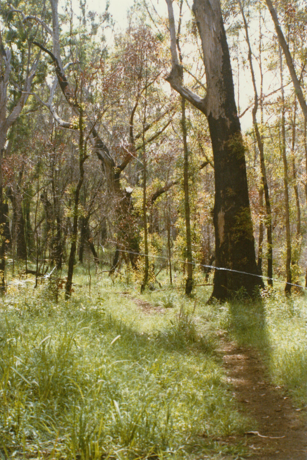 Blackbutt Forest