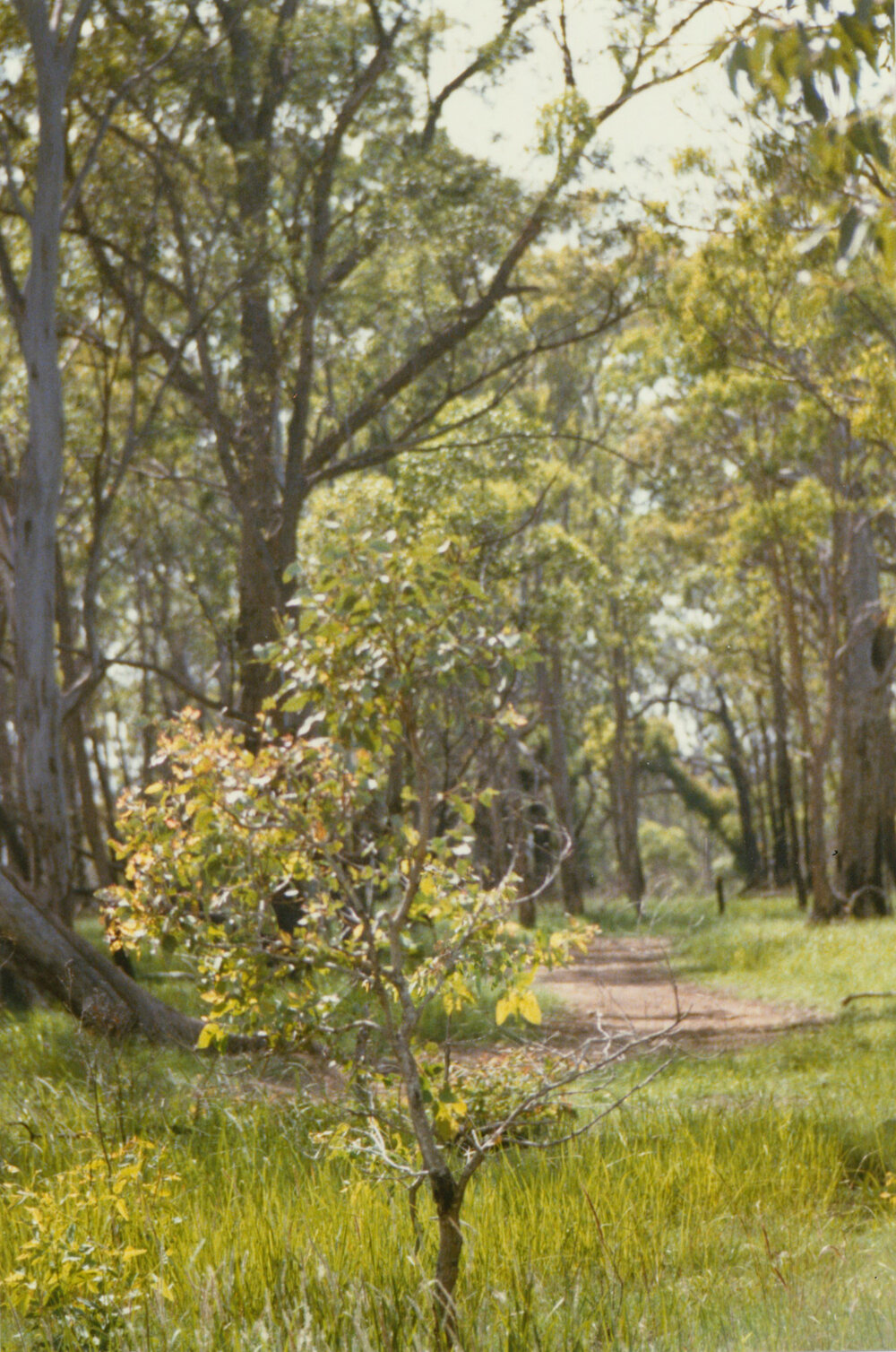 Central path, Blackbutt Forest 1980
