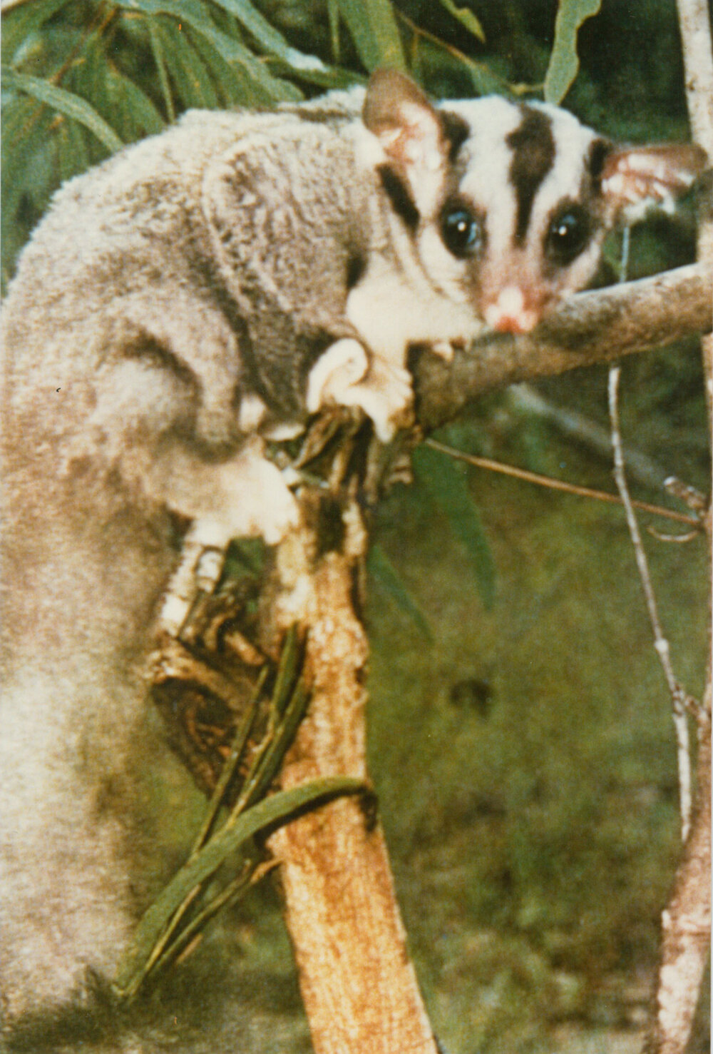 Sugar Glider (Petaurus breviceps)