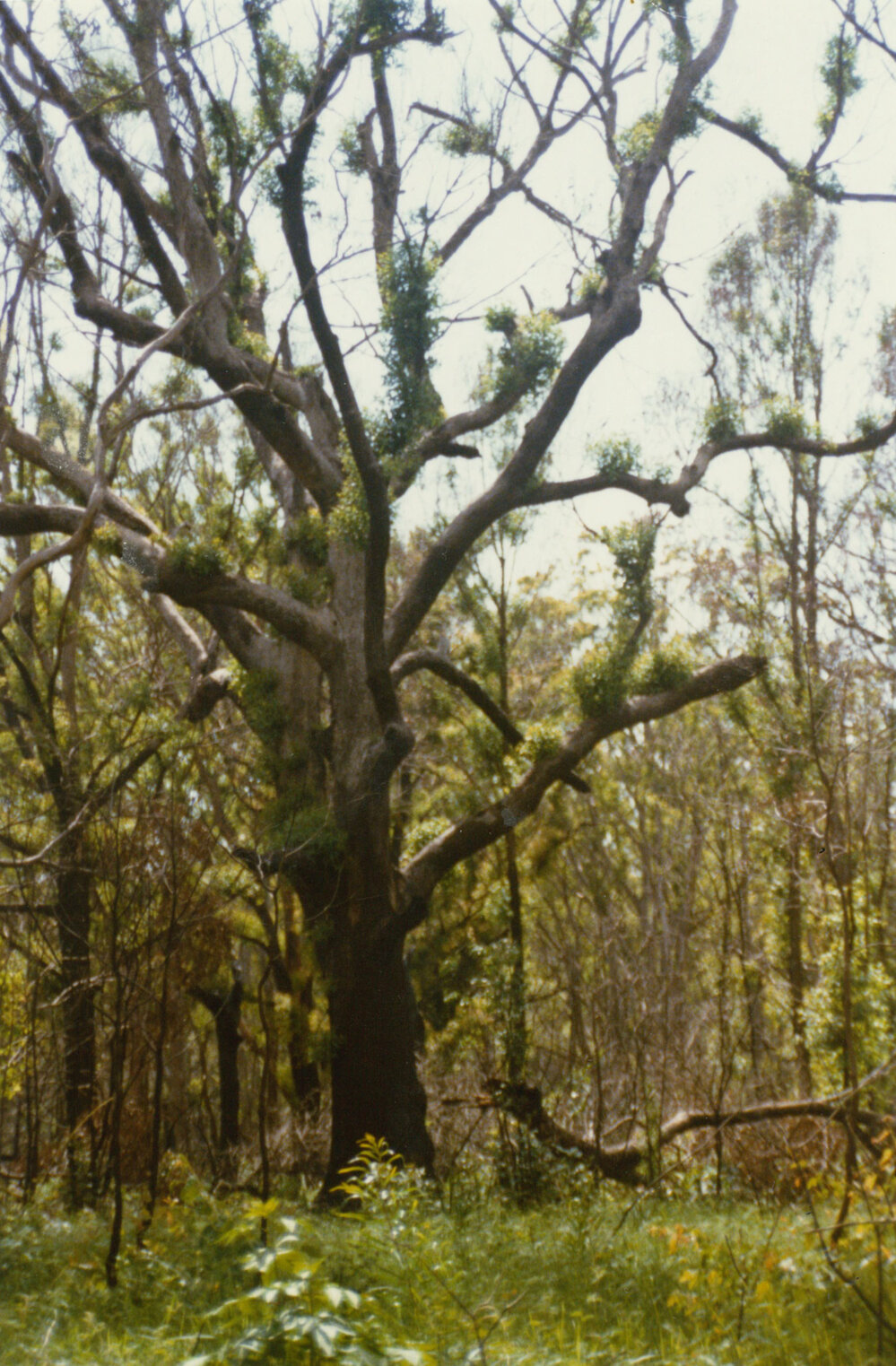 Eucalyptus quadransulata (Coast white box)
