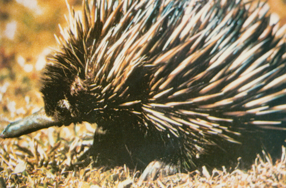 Echidna (Tachyglossus aculeatus)