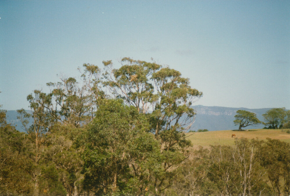 Forest red gums at Blackbutt