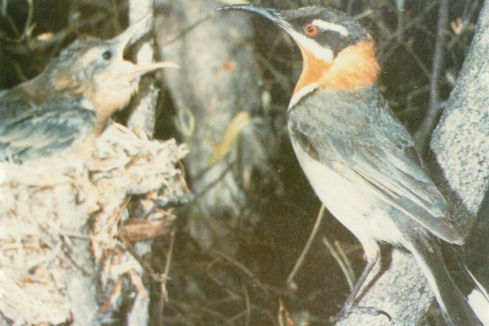 Eastern Spinebill,  (Acanthorhynchus tenuirostris)