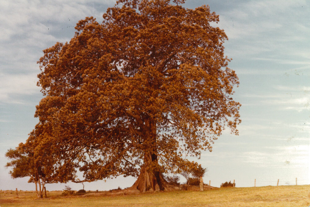 Figtree at Stony Range 1980
