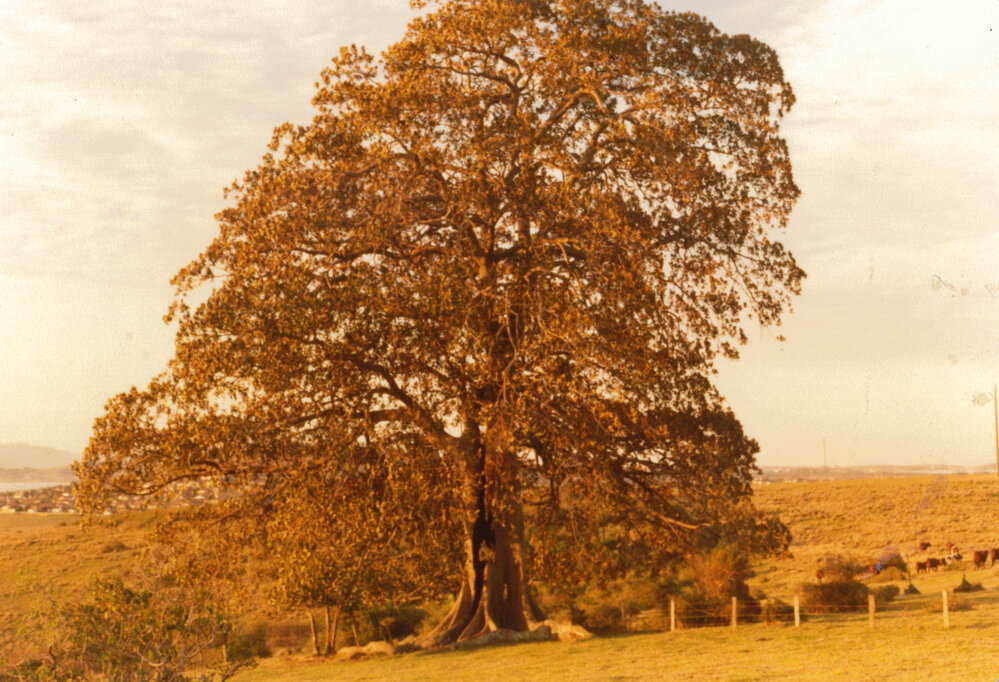 Figtree at Stony Range 1980