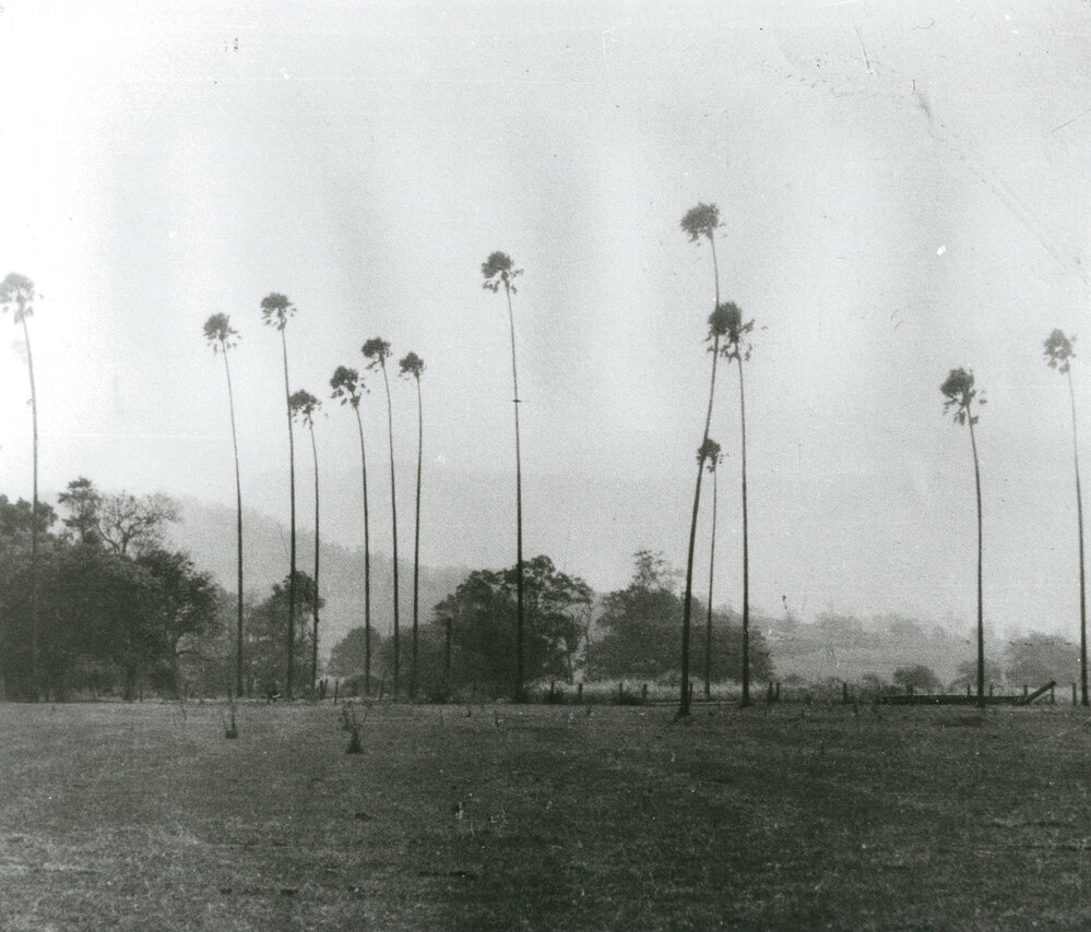 Cabbage Tree Palms, Albion Park
