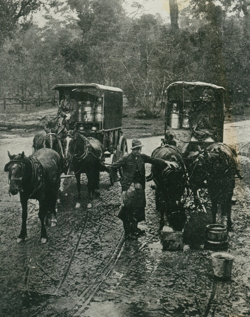Milk cans and wagons at Albion Park 1913