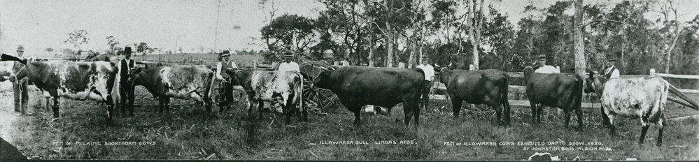 Pen of Illawarra Shorthorns exhibited by Johnston Bros at Dapto Show 1920