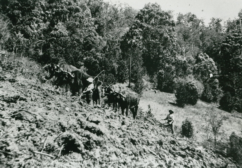 Harry Thomas and son, Ken, ploughing at 'Clover Hill'