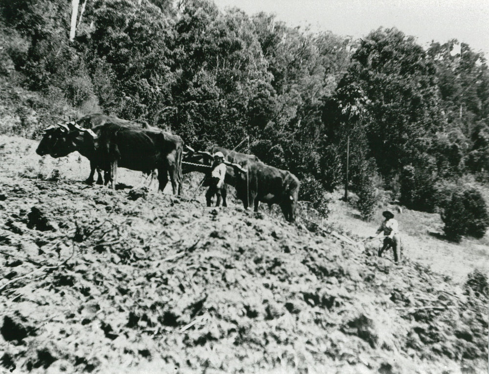 Harry Thomas and son, Ken, ploughing at 'Clover Hill'