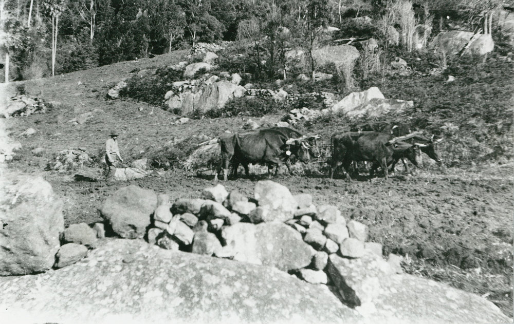Harry Thomas ploughing with oxen at 'Clover Hill'
