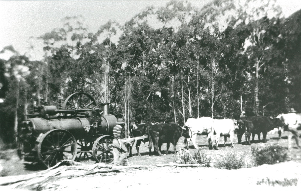 Oxen Pulling a Tractor Engine at 'Clover Hill'