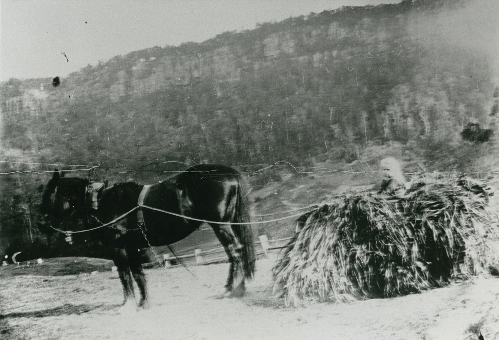 Olga Thomas in a load of maize at 'Clover Hill'
