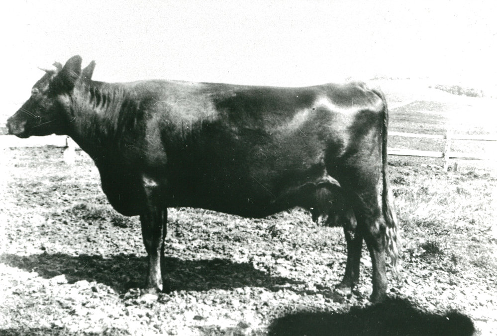 Dairy cow at 'St Ives', Dunmore