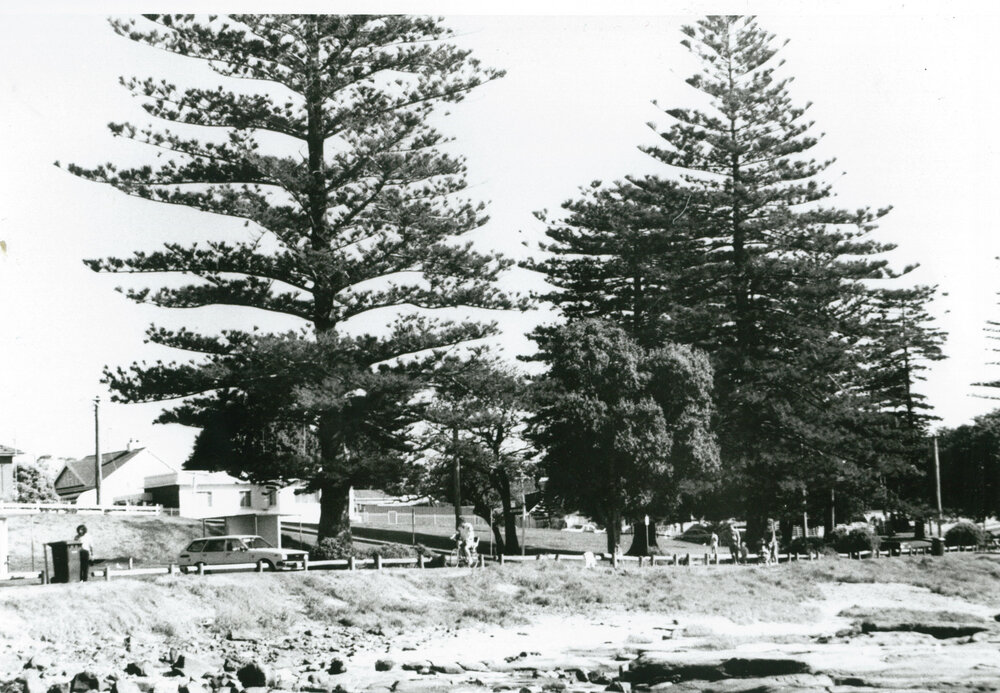 Norfolk Pines, Shellharbour