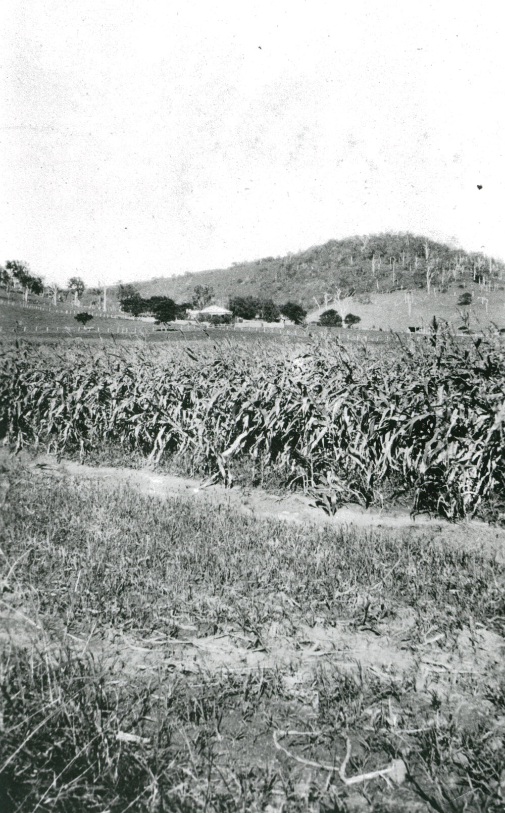 Farm land behind Oak Flats railway 1934