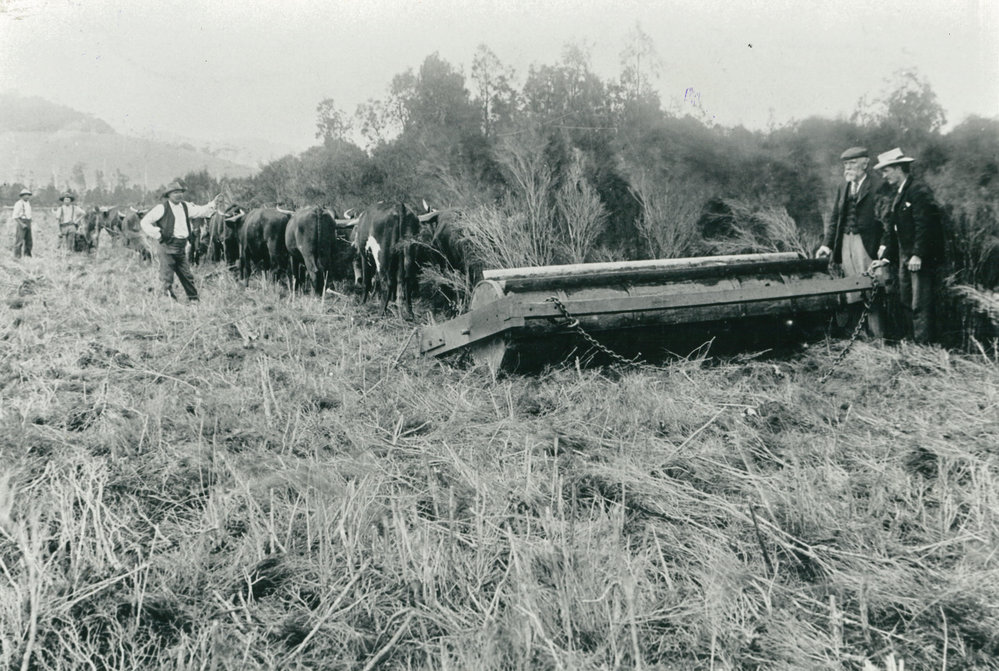 Bullock team clearing a paddock of George Laurence Fuller's estate at Dunmore