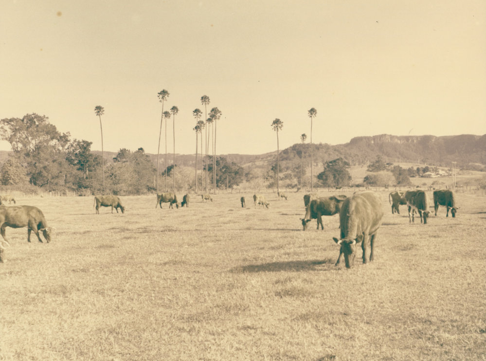 Illawarra Shorthorn cattle, Albion Park