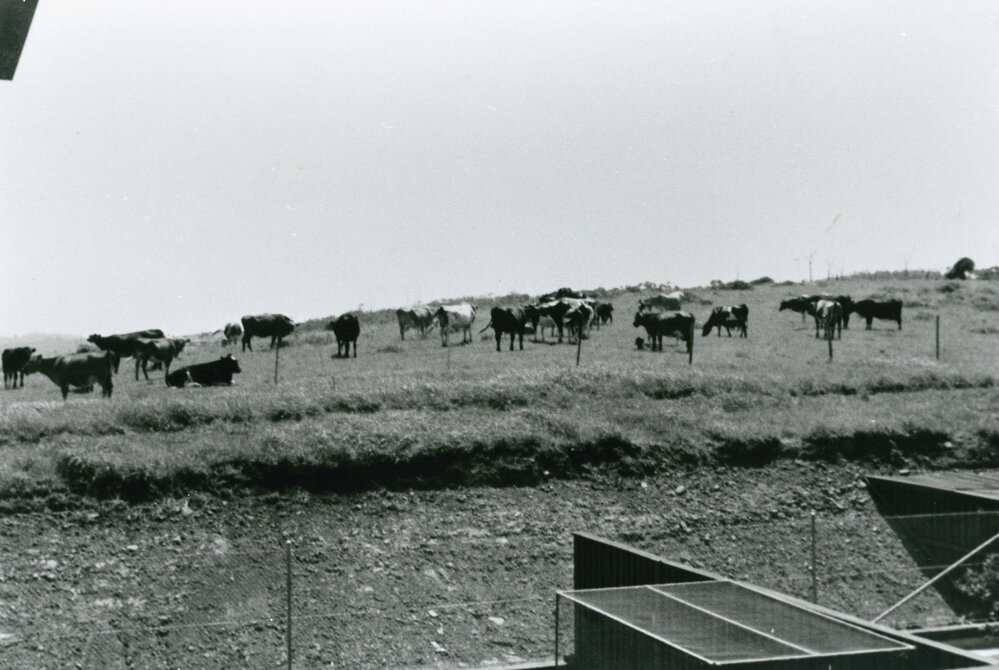 Cattle grazing behind Blackbutt Motel