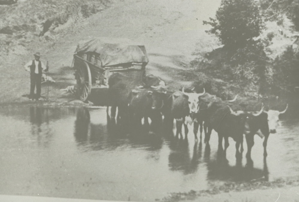 Bullock team 1880s