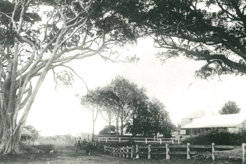 Road to Shellharbour waterfront c.1890