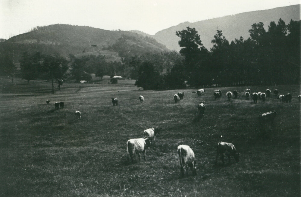 The James Family dairy herd