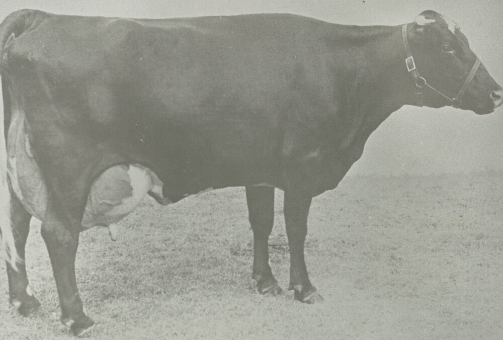 The Dudgeon family's Illawarra Shorthorn 'Parkview Pansy 22nd'