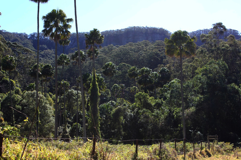 Cabbage Trees at Clover Hill