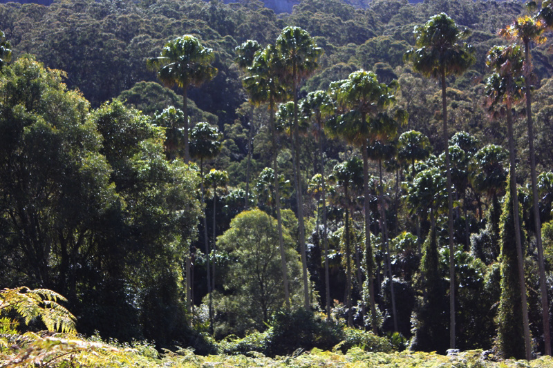 Cabbage Trees at Clover Hill