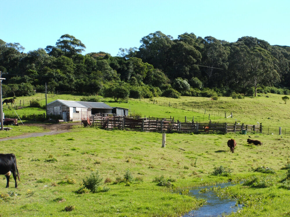Dairy Bales at 'Nancyville' Farm, Dunmore