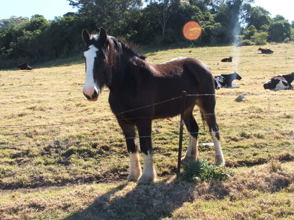 Clydesdale Horse at 'Nancyville' Farm, Dunmore 