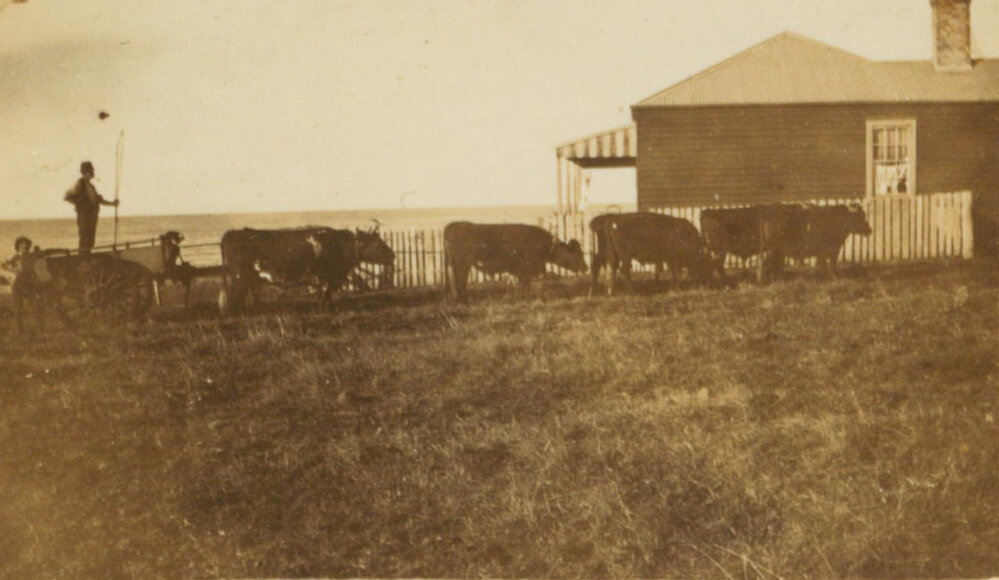 Bullock and Dray, Shellharbour
