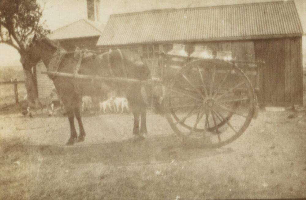 Horse and Milk Cart, Shellharbour