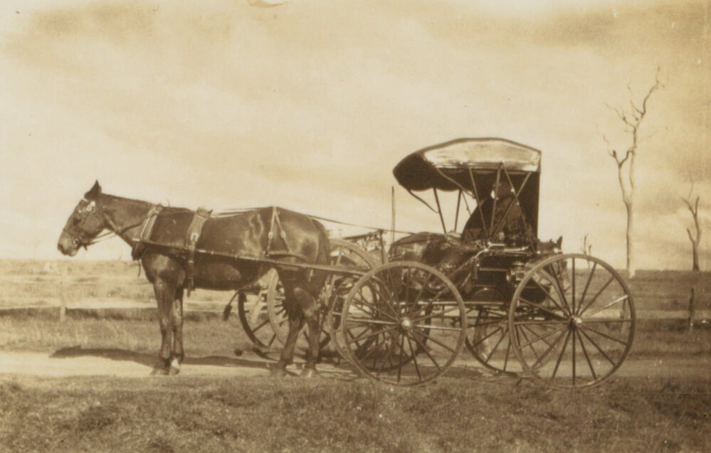 Horse and Buggy, Shellharbour
