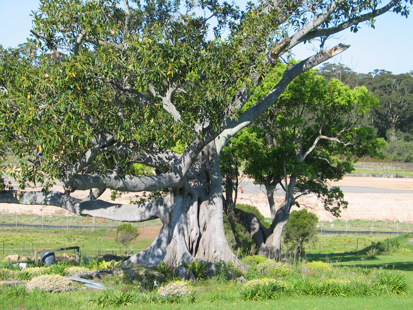Fig Tree Allawah Farm