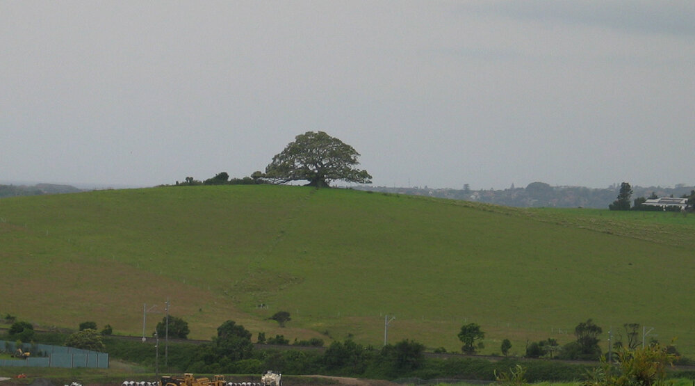 St Ives Farm Fig Tree